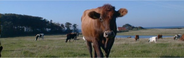 dette er en ko. dem er der mange af på landet!